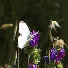 Pieris rapae (Cabbage White) at Canberra Airport, ACT - 27 Oct 2024 by ConBoekel