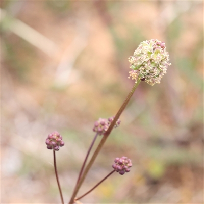 Sanguisorba minor (Salad Burnet, Sheep's Burnet) at Canberra Airport, ACT - 27 Oct 2024 by ConBoekel