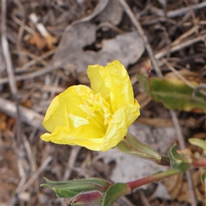 Oenothera stricta subsp. stricta at Canberra Airport, ACT - 27 Oct 2024