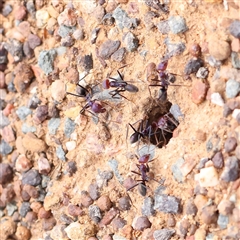 Iridomyrmex purpureus (Meat Ant) at Canberra Airport, ACT - 27 Oct 2024 by ConBoekel