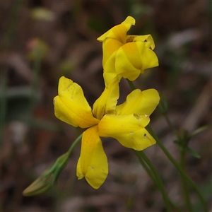 Goodenia pinnatifida at Canberra Airport, ACT - 27 Oct 2024