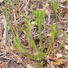 Goodenia pinnatifida at Canberra Airport, ACT - 27 Oct 2024