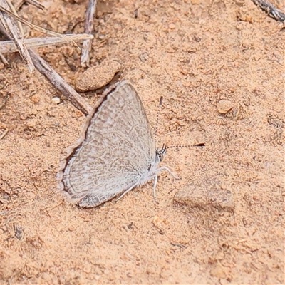 Zizina otis (Common Grass-Blue) at Canberra Airport, ACT - 27 Oct 2024 by ConBoekel