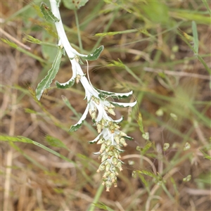 Gamochaeta purpurea at Canberra Airport, ACT - 27 Oct 2024