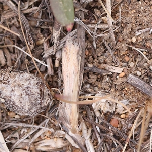 Faveria tritalis at Canberra Airport, ACT - 27 Oct 2024