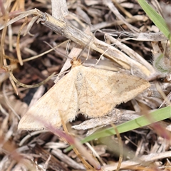 Scopula rubraria (Reddish Wave, Plantain Moth) at Canberra Airport, ACT - 27 Oct 2024 by ConBoekel