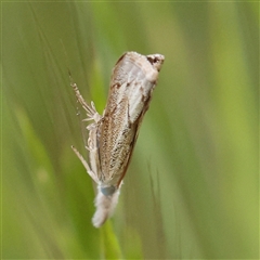 Culladia cuneiferellus at Canberra Airport, ACT - 27 Oct 2024