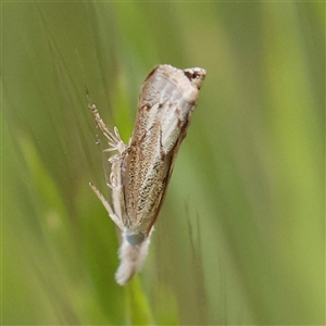 Culladia cuneiferellus at Canberra Airport, ACT - 27 Oct 2024