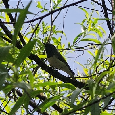 Myiagra cyanoleuca (Satin Flycatcher) at Captains Flat, NSW - 28 Oct 2024 by Csteele4