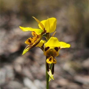 Diuris sulphurea at Captains Flat, NSW - 28 Oct 2024