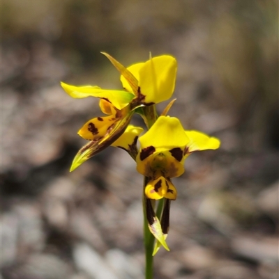 Diuris sulphurea (Tiger Orchid) at Captains Flat, NSW - 28 Oct 2024 by Csteele4