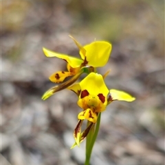 Diuris sulphurea at Captains Flat, NSW - 28 Oct 2024