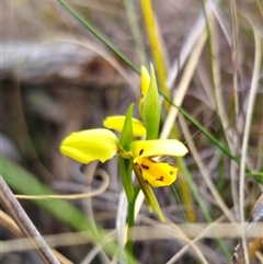 Diuris sulphurea at Captains Flat, NSW - 28 Oct 2024