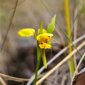 Diuris sulphurea at Captains Flat, NSW - 28 Oct 2024