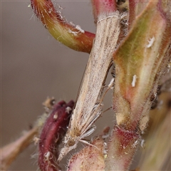 Faveria tritalis (Couchgrass Webworm) at Canberra Airport, ACT - 27 Oct 2024 by ConBoekel