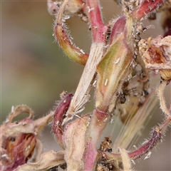 Faveria tritalis at Canberra Airport, ACT - 27 Oct 2024