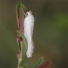 Cryptophasa gypsomera at Canberra Airport, ACT - 27 Oct 2024 by ConBoekel