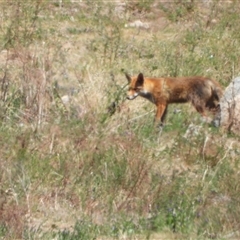 Vulpes vulpes (Red Fox) at Kambah, ACT - 28 Oct 2024 by LineMarie