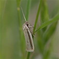 Philobota pilipes (A concealer moth) at Pialligo, ACT - 27 Oct 2024 by ConBoekel