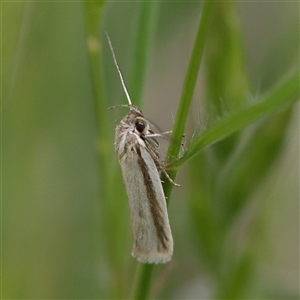 Philobota pilipes at Pialligo, ACT - 27 Oct 2024