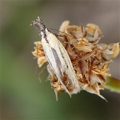 Thema protogramma (A concealer moth) at Pialligo, ACT - 27 Oct 2024 by ConBoekel