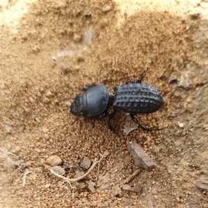 Laccopterum sp. (genus) at Penrose, NSW by Aussiegall