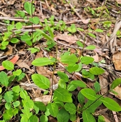 Lonicera japonica (Japanese Honeysuckle) at Captains Flat, NSW - 28 Oct 2024 by Csteele4