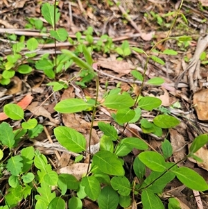 Lonicera japonica at Captains Flat, NSW - 28 Oct 2024 03:16 PM