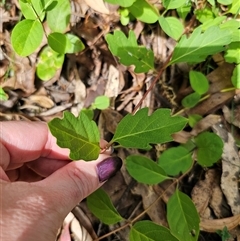 Lonicera japonica at Captains Flat, NSW - 28 Oct 2024 03:16 PM