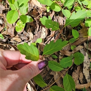 Lonicera japonica at Captains Flat, NSW - 28 Oct 2024 03:16 PM