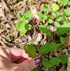 Lonicera japonica at Captains Flat, NSW - 28 Oct 2024 03:16 PM