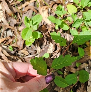 Lonicera japonica at Captains Flat, NSW - 28 Oct 2024 03:16 PM