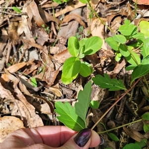 Lonicera japonica at Captains Flat, NSW - 28 Oct 2024 03:16 PM