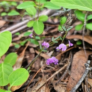 Glycine clandestina at Captains Flat, NSW - 28 Oct 2024