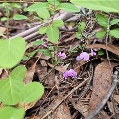 Glycine clandestina at Captains Flat, NSW - 28 Oct 2024