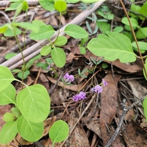 Glycine clandestina at Captains Flat, NSW - 28 Oct 2024