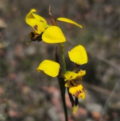 Diuris sulphurea (Tiger Orchid) at Captains Flat, NSW - 28 Oct 2024 by Csteele4