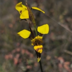 Diuris sulphurea at Captains Flat, NSW - 28 Oct 2024