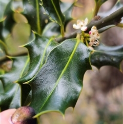 Ilex aquifolium (Holly) at Captains Flat, NSW - 28 Oct 2024 by Csteele4