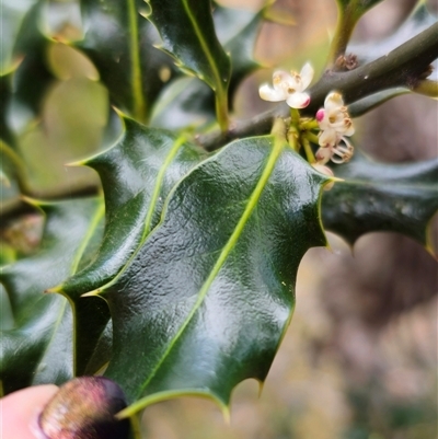 Ilex aquifolium (Holly) at Captains Flat, NSW - 28 Oct 2024 by Csteele4