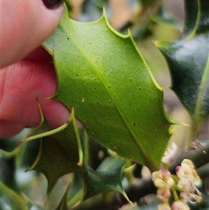 Ilex aquifolium at Captains Flat, NSW - 28 Oct 2024