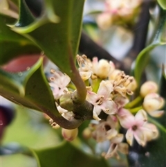 Ilex aquifolium at Captains Flat, NSW - 28 Oct 2024