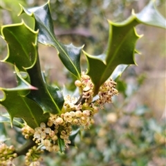 Ilex aquifolium at Captains Flat, NSW - 28 Oct 2024