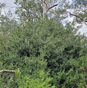 Ilex aquifolium at Captains Flat, NSW - 28 Oct 2024