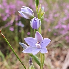 Thelymitra ixioides at Penrose, NSW - 23 Oct 2024 by Aussiegall