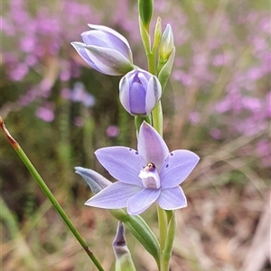 Thelymitra ixioides at Penrose, NSW by Aussiegall