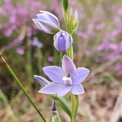 Thelymitra ixioides (Dotted Sun Orchid) at Penrose, NSW - 23 Oct 2024 by Aussiegall