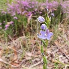 Thelymitra ixioides at Penrose, NSW - suppressed