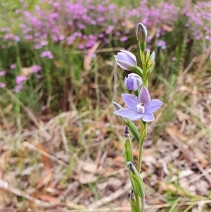 Thelymitra ixioides at Penrose, NSW - suppressed