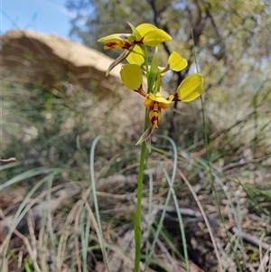 Diuris sulphurea at Penrose, NSW - suppressed